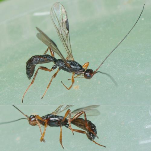 Polystenus rugosus